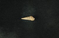 藏品(網蜷)的圖片